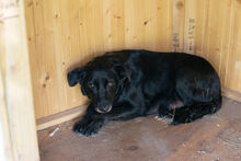 EBONY, Hund, Mischlingshund in Kroatien - Bild 2