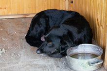 EBONY, Hund, Mischlingshund in Kroatien - Bild 3