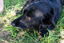 EBONY, Hund, Mischlingshund in Kroatien - Bild 4