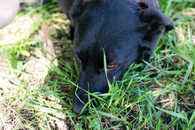 EBONY, Hund, Mischlingshund in Kroatien - Bild 5