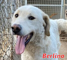 BERLINO, Hund, Mischlingshund in Italien - Bild 10