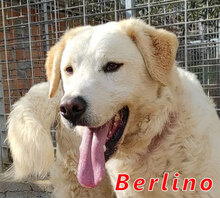 BERLINO, Hund, Mischlingshund in Italien - Bild 5