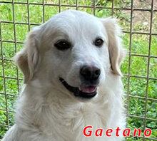 GAETANO, Hund, Mischlingshund in Italien - Bild 1