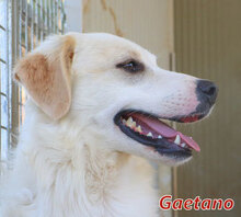 GAETANO, Hund, Mischlingshund in Italien - Bild 13