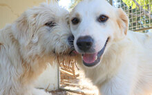GAETANO, Hund, Mischlingshund in Italien - Bild 17