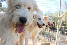 GAETANO, Hund, Mischlingshund in Italien - Bild 19