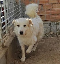 GAETANO, Hund, Mischlingshund in Italien - Bild 2