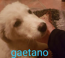 GAETANO, Hund, Mischlingshund in Italien - Bild 23