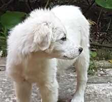 GAETANO, Hund, Mischlingshund in Italien - Bild 24