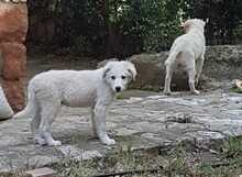 GAETANO, Hund, Mischlingshund in Italien - Bild 25