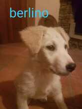 GAETANO, Hund, Mischlingshund in Italien - Bild 26