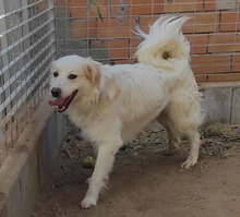 GAETANO, Hund, Mischlingshund in Italien - Bild 3
