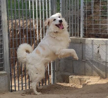GAETANO, Hund, Mischlingshund in Italien - Bild 4