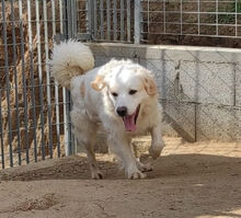 GAETANO, Hund, Mischlingshund in Italien - Bild 5