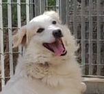 GAETANO, Hund, Mischlingshund in Italien - Bild 6