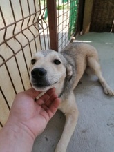 SHELDON, Hund, Mischlingshund in Rumänien - Bild 1