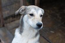 SHELDON, Hund, Mischlingshund in Rumänien - Bild 2