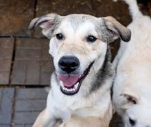 SHELDON, Hund, Mischlingshund in Rumänien - Bild 3