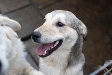 SHELDON, Hund, Mischlingshund in Rumänien - Bild 4