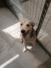 SHELDON, Hund, Mischlingshund in Rumänien - Bild 5