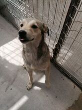 SHELDON, Hund, Mischlingshund in Rumänien - Bild 6