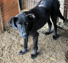 PINTO, Hund, Mischlingshund in Rumänien - Bild 2
