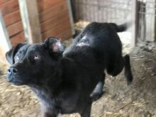 PINTO, Hund, Mischlingshund in Rumänien - Bild 3