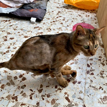 BARA, Katze, Europäisch Kurzhaar in Spanien - Bild 2