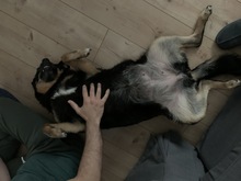 DALINA, Hund, Mischlingshund in Mülheim - Bild 2