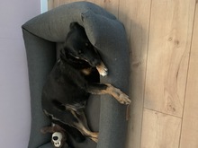 DALINA, Hund, Mischlingshund in Mülheim - Bild 5