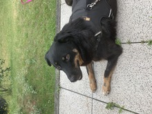 DALINA, Hund, Mischlingshund in Mülheim - Bild 6