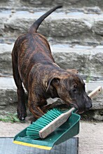 BOLLE, Hund, Bullterrier-Mix in Algermissen - Bild 1