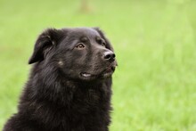 ALEX, Hund, Mischlingshund in Grethem - Bild 12