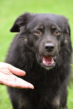 ALEX, Hund, Mischlingshund in Grethem - Bild 13