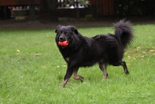 ALEX, Hund, Mischlingshund in Grethem - Bild 16
