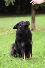 ALEX, Hund, Mischlingshund in Grethem - Bild 17