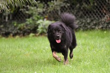 ALEX, Hund, Mischlingshund in Grethem - Bild 19
