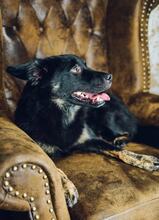 ALEX, Hund, Mischlingshund in Grethem - Bild 3