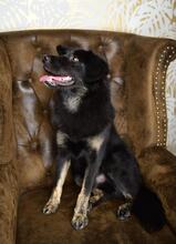 ALEX, Hund, Mischlingshund in Grethem - Bild 4