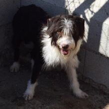 MORITZ, Hund, Mischlingshund in Spanien - Bild 3