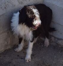 MORITZ, Hund, Mischlingshund in Spanien - Bild 8