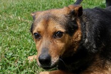 TATHAN, Hund, Mischlingshund in Rumänien - Bild 1