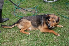 TATHAN, Hund, Mischlingshund in Rumänien - Bild 2