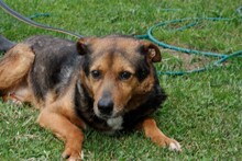 TATHAN, Hund, Mischlingshund in Rumänien - Bild 3