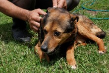 TATHAN, Hund, Mischlingshund in Rumänien - Bild 4