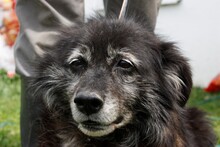 JERIE, Hund, Mischlingshund in Rumänien - Bild 1