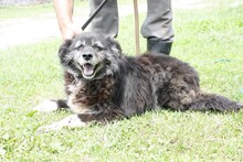 JERIE, Hund, Mischlingshund in Rumänien - Bild 3