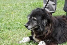 JERIE, Hund, Mischlingshund in Rumänien - Bild 4