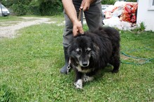 JERIE, Hund, Mischlingshund in Rumänien - Bild 5