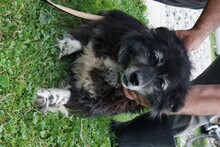 JERIE, Hund, Mischlingshund in Rumänien - Bild 6